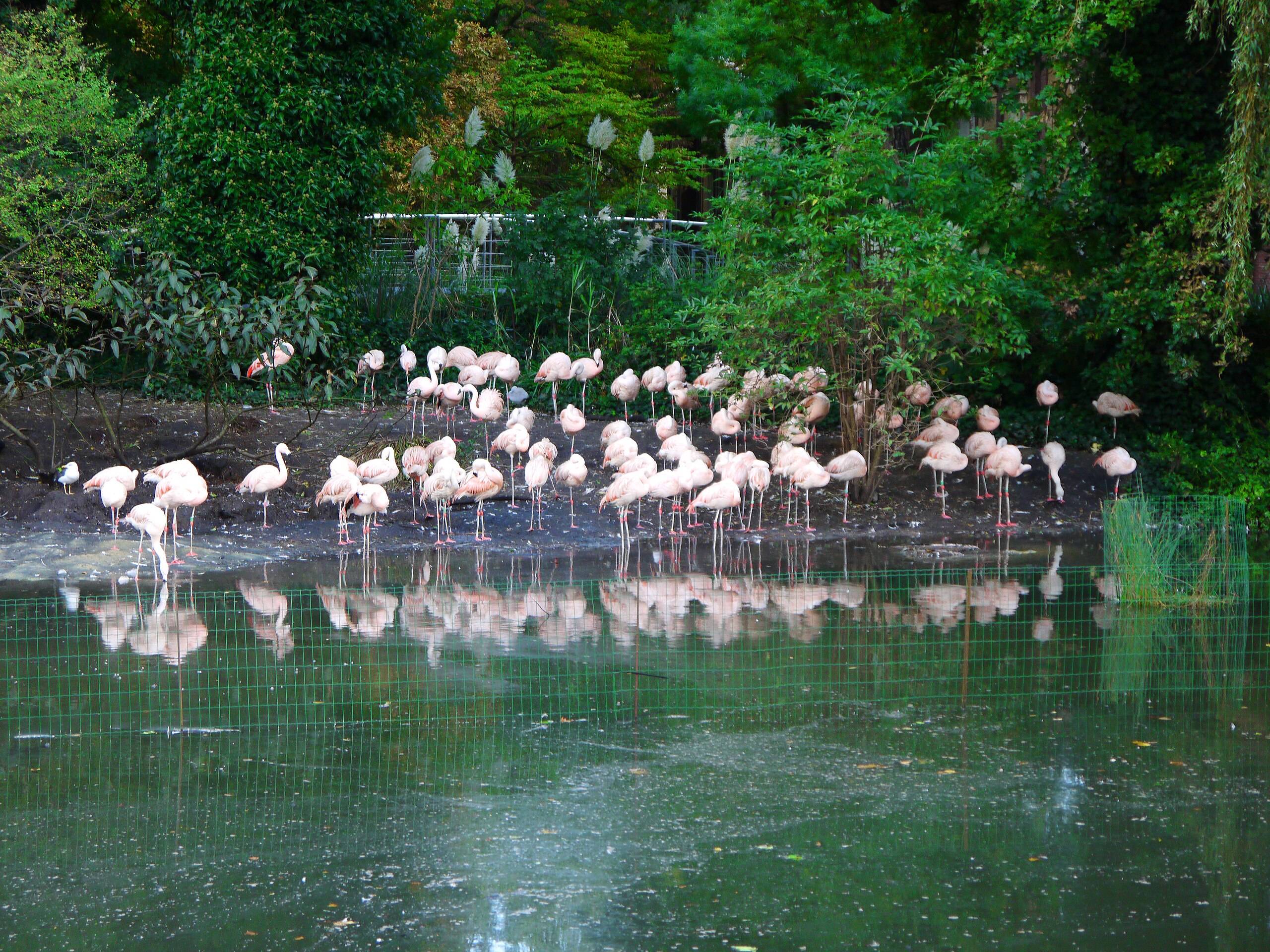 🐘 아키타시 오모리야마 동물원(아키타시 오모리야마 도오부츠엔) 이미지 8